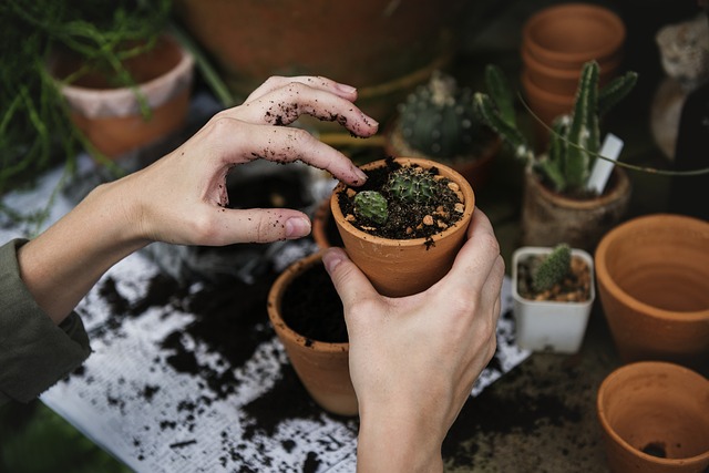 potting up plant cuttings