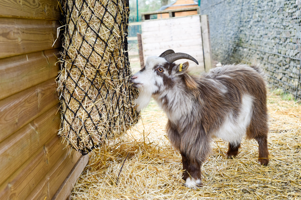 Goat eating straw at Isebrook
